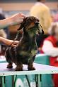 Crufts2011_2 1160